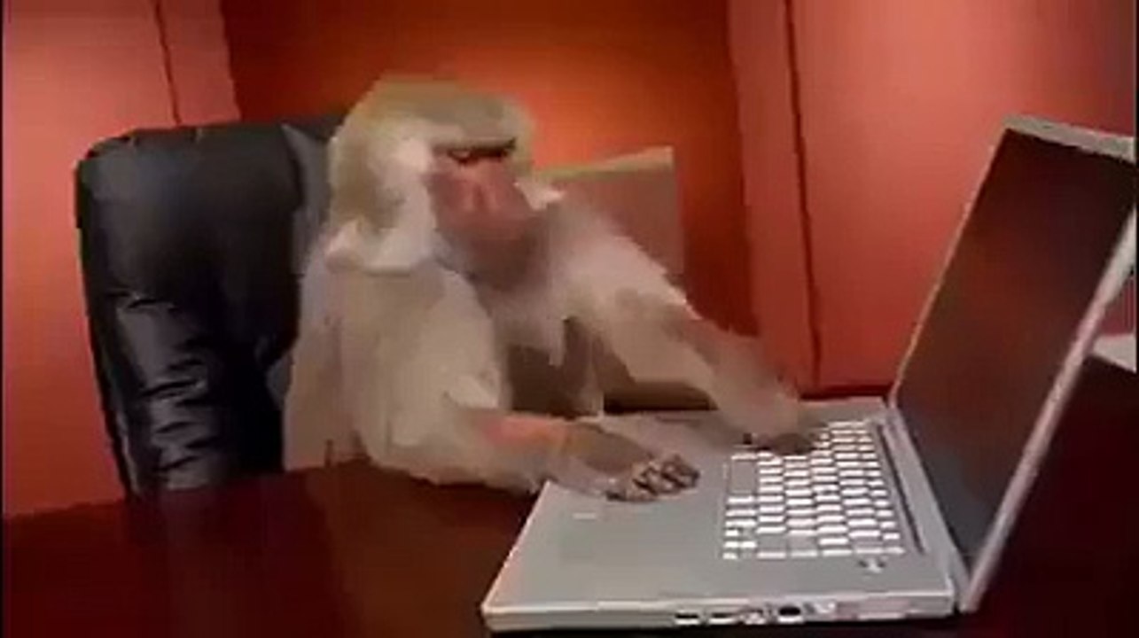 Funny Video-Monkey & Laptop