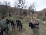 trained deer,deer jumps up above on the backs of men