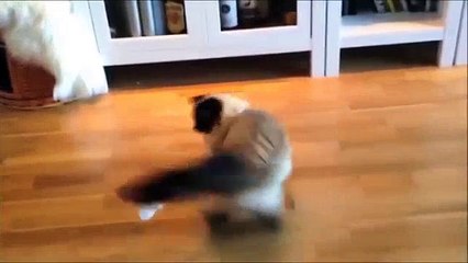 Lucu Kucing Lebih Baik Daripada Funny Pranks Lucu Kucing Video [Full Episode]