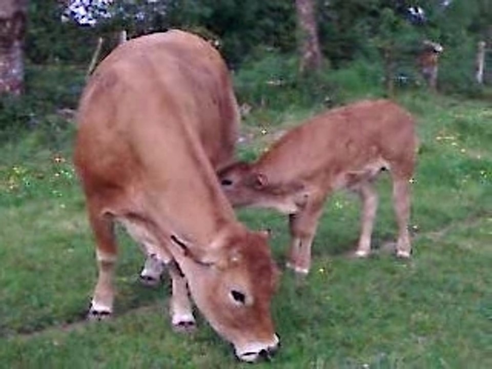 veau Parthenais qui tête