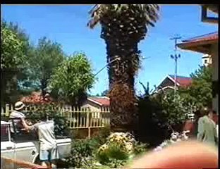 Comment déraciner un palmier ?