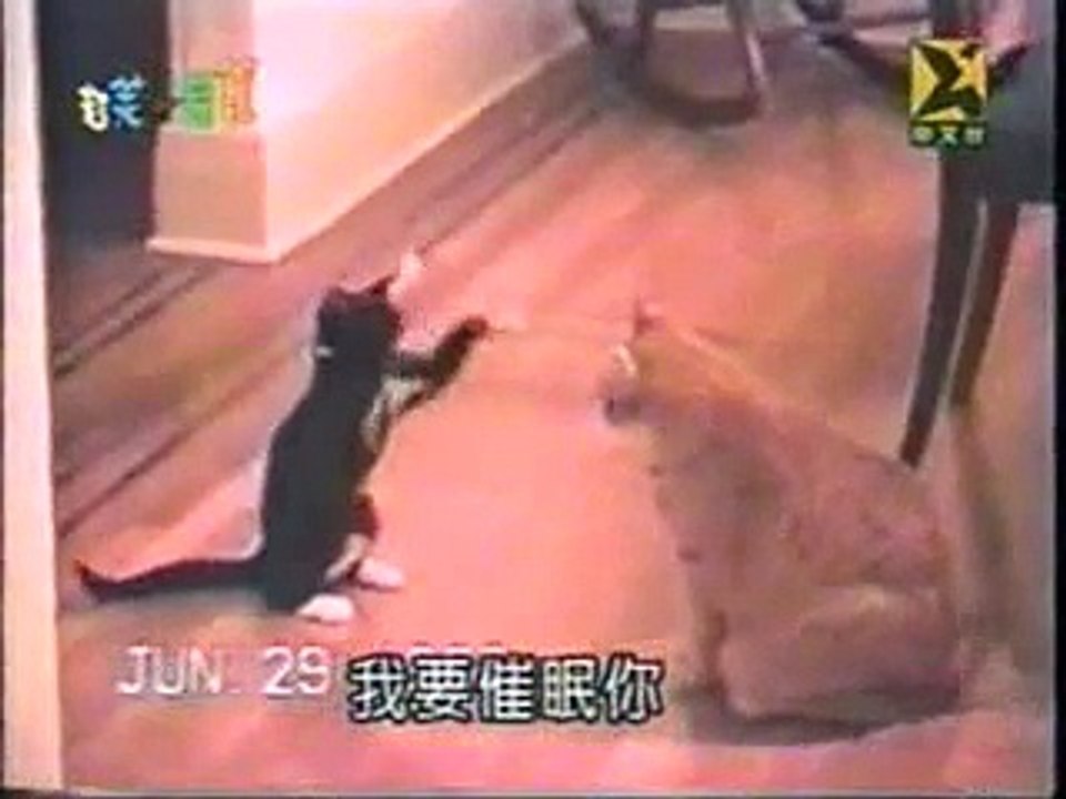 Les chats les plus stupides !