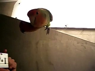 Les oiseaux aiment les grosses poitrines