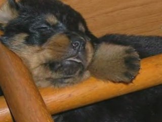 ROTTWEILER CHIOT A RESERVER