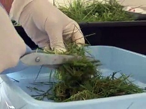 Le Journal vidéo du samedi 26 mars 2011, édition de 18H00.