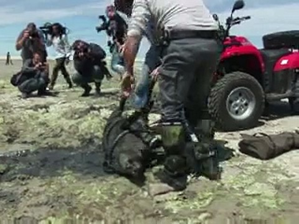 Nouveaux cadavres de sangliers découverts dans une baie bretonne