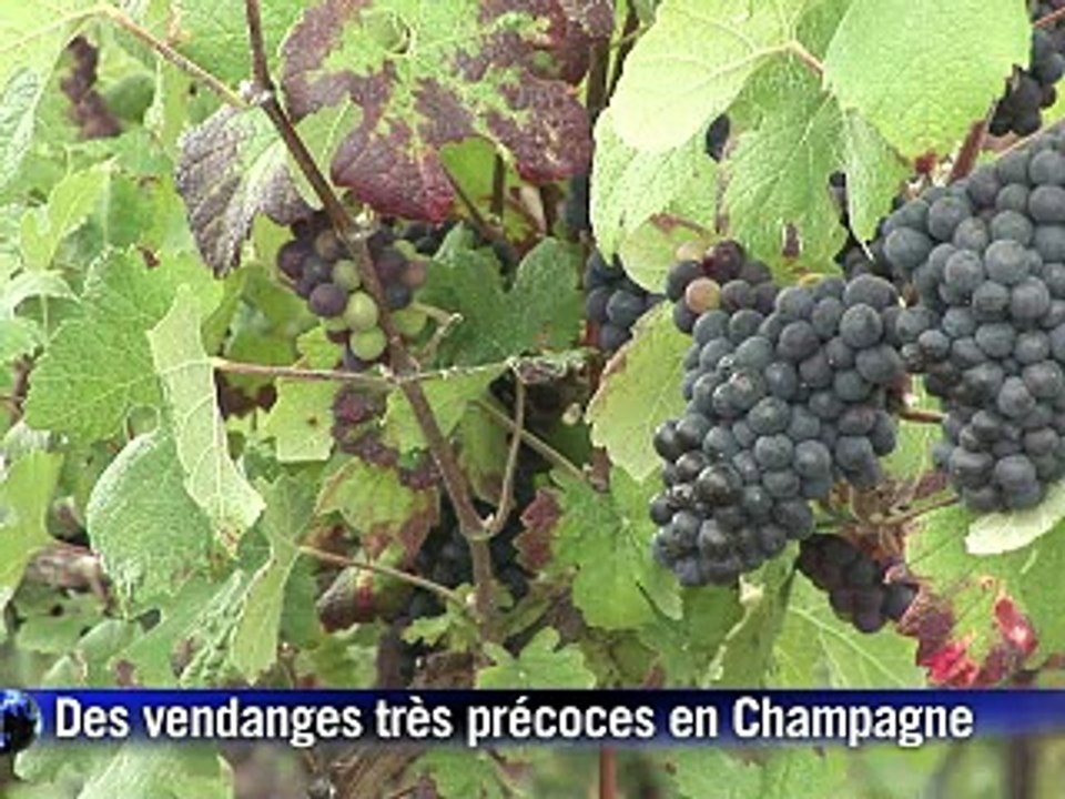 Premiers coups de sécateurs en Champagne pour des vendanges très précoces
