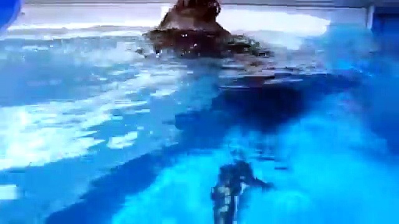 Un chimpanzé fait de la plongée sous-marine