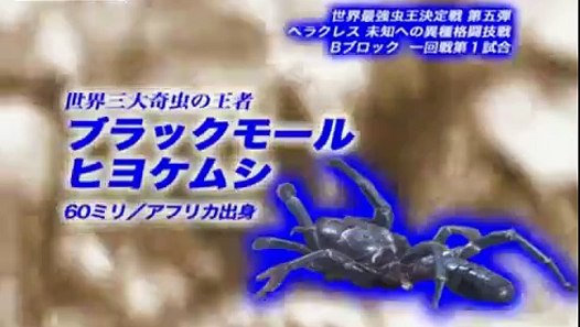 *NEW EPISODE* Camel Spider VS Giant Water Bug P1 - video ...