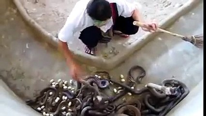 Yılan çiftliğinde günlük temizlik işleri