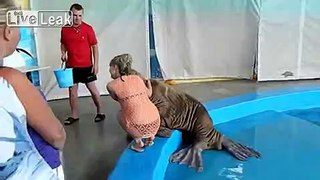 Walrus flirts with a girl