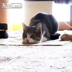 Wiggle CAT wiggle,wiggle