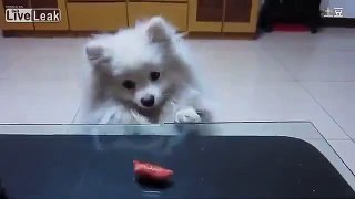 Cute Dog Struggles to Reach Sausage