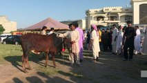 Pakistani Muslims sacrifice animals to celebrate Eid al-Adha
