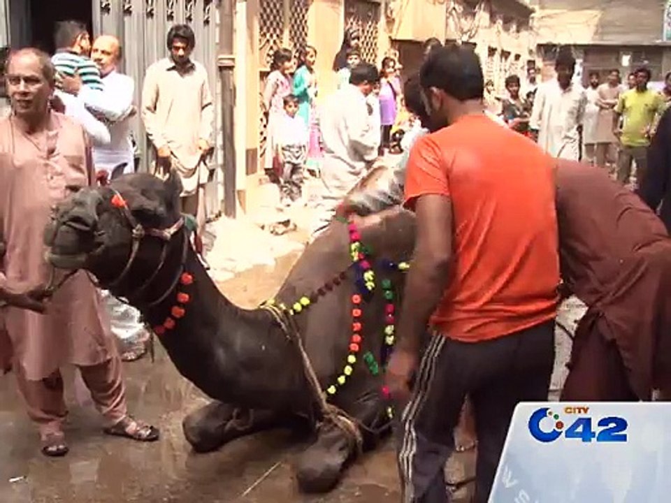 Camel Qurbani