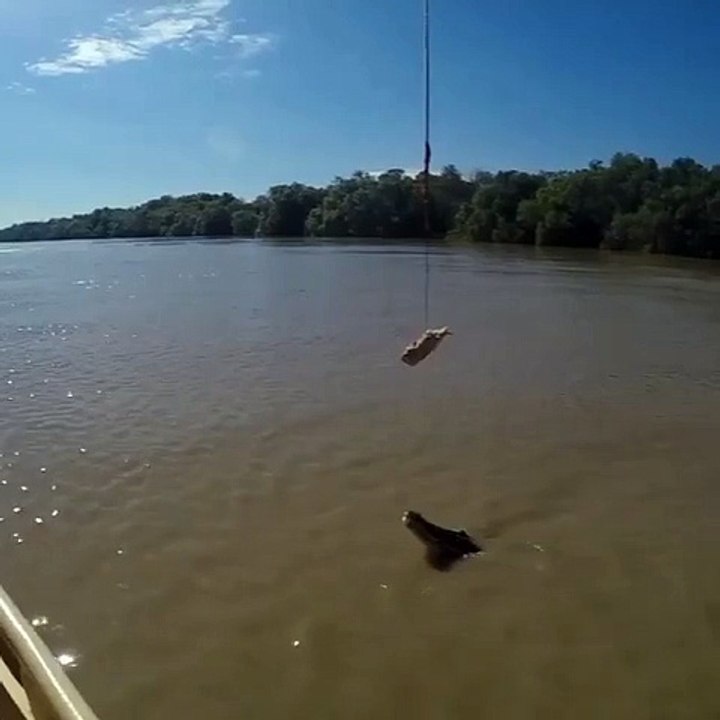 Frightening proof that crocodiles can take off vertically