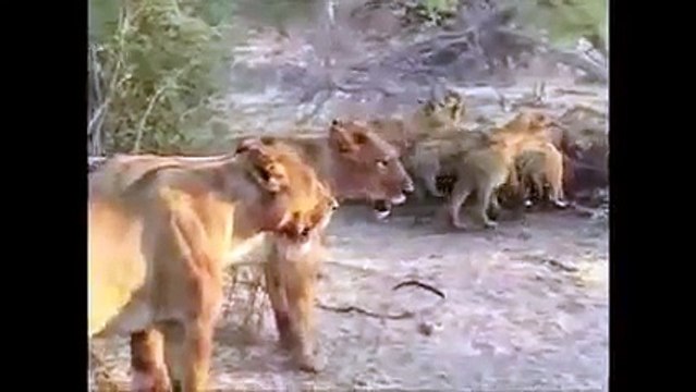 Animal attack All Against All Fighting Lions Pride Of Lions Fighting For Eating wild NEW@croos