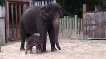 Animal attack Baby Baby Elephant wild NEW@croos