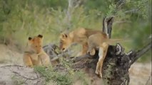 Animal attack Days of  lions Cubs in battle over wild NEW@croos