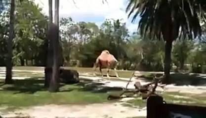 Camel walking Headless in African Park