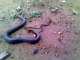 Snake Giving Birth to a Dozen babies on the Road