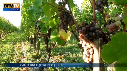 Le sauternes menacé par les lignes TGV Paris-Toulouse