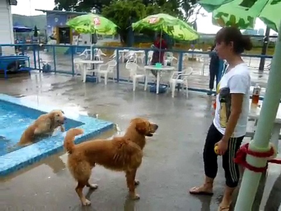 2009-6-28 狗狗游水天