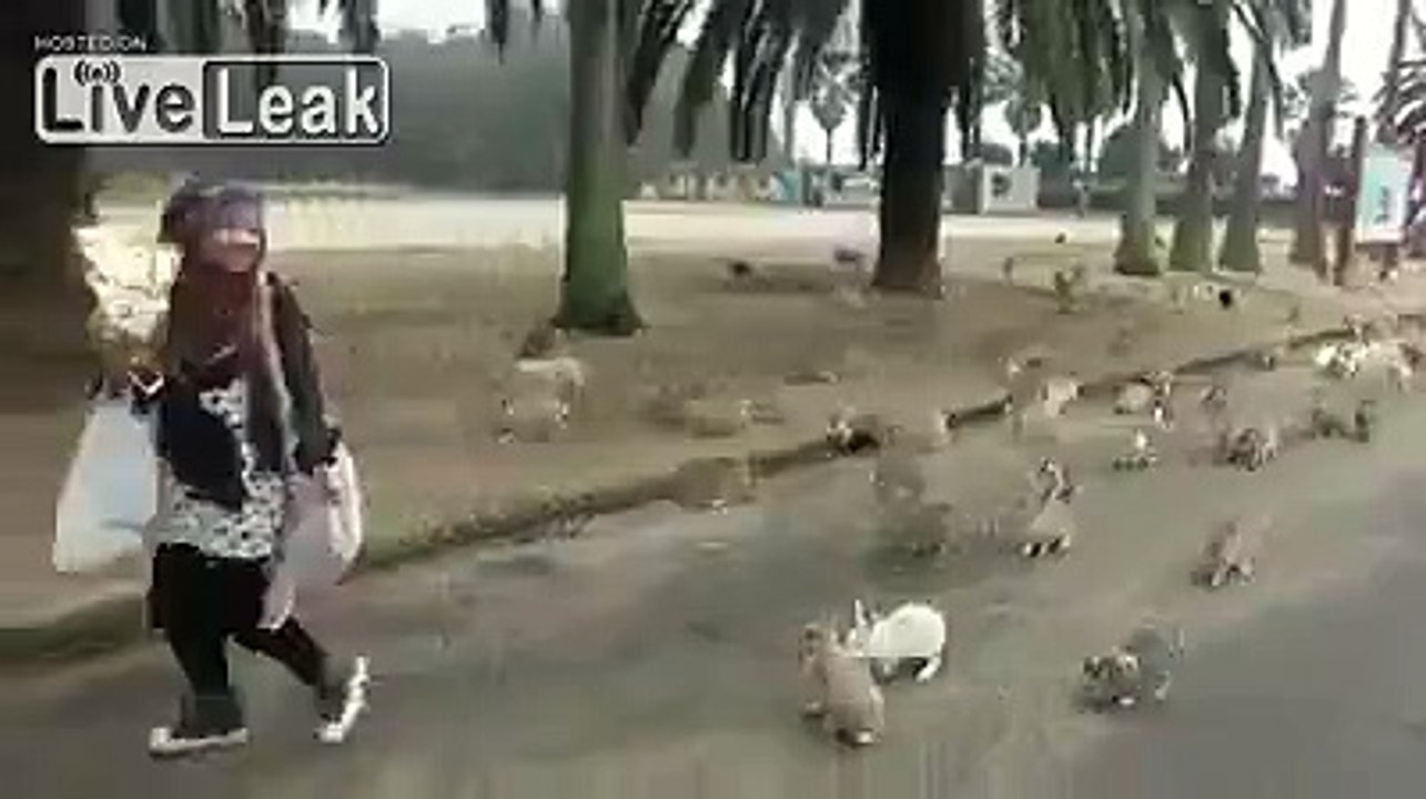 Rabbits chasing girl...