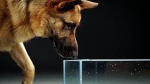 dog drinking water in ultra slow