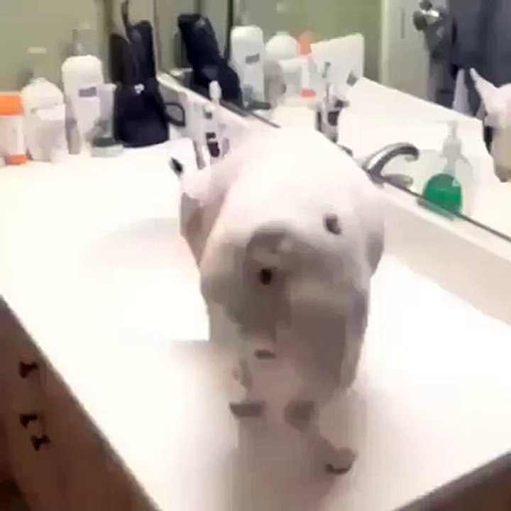 wow what a animal is so looking so prank