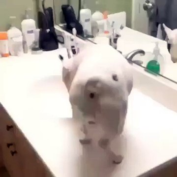 wow what a animal is so looking so prank