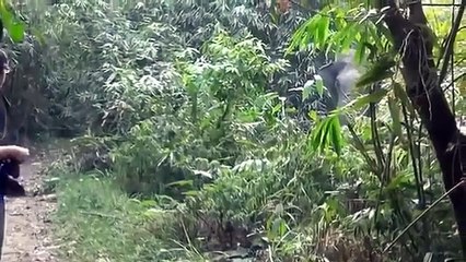 What Do You Do When An Elephant Charges At You This