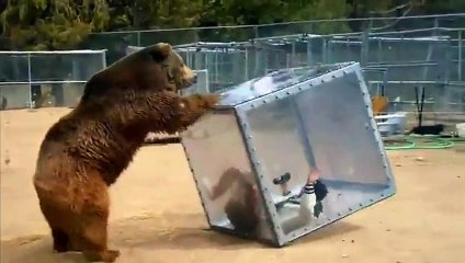 Grizzly Bear Pushes Glass Box With Screaming Woman