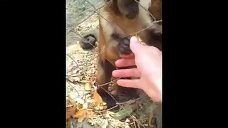 LiveLeak.com - International Primate Rescue - Chino Crushing Leaves