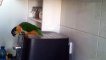 The jumping parrot - Parrot jumps and dances on Irish Celtic Music