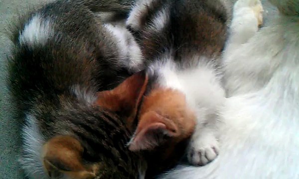 Cat feeding her babies