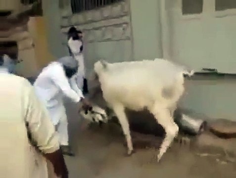 Bull run before Sacrifice | Bull run before Sacrifice in pakistan