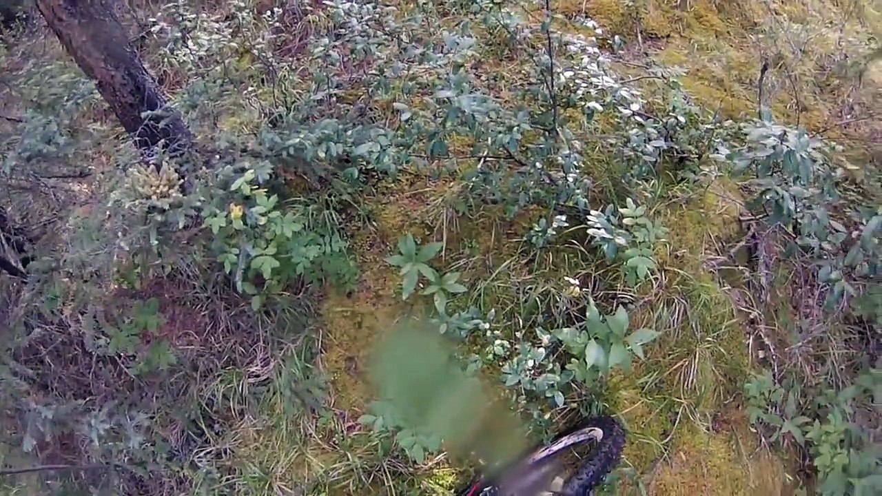 Grizzly Bear Charge in Jasper