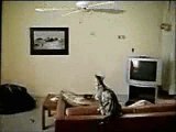 Nokia 3560 Funny Cat Flying With  Fan