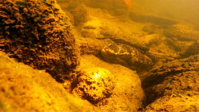 Mergulho, apneia, aguas rasas e cachoeiras da Serra do Mar, São Pulo, Brasil, 2015