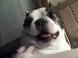 Boston Terrier anjing suka perutnya menggelitik! Lucu wajah ~ CUTE! (Asli)