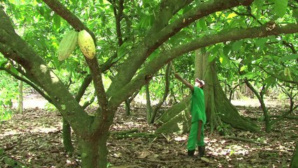 El cacao que protege los bosques de Brasil