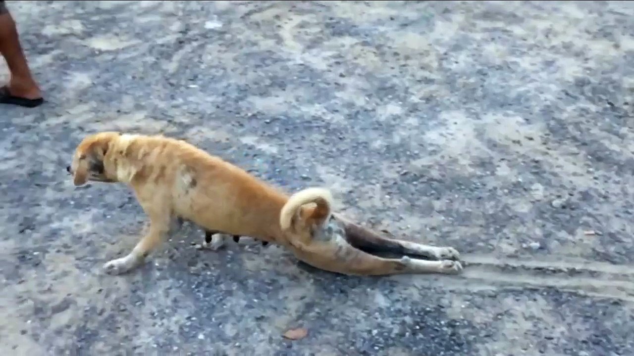 Mag Ma | Dog Pretend to be injured to get food