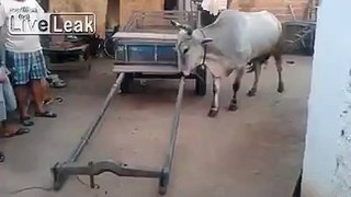 Smart cow is ready for work