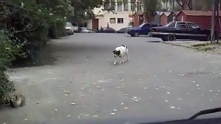 Dog gets shown who's boss, yes I know it's an old clip.