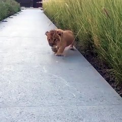 A Little Lion Cub Practiced his Roar for Tourists