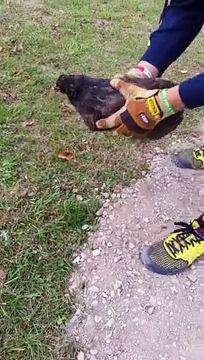 Chicken gets hypnotized and put to sleep by farmer!