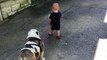 11 month old trying to walk 80 pound bulldog
