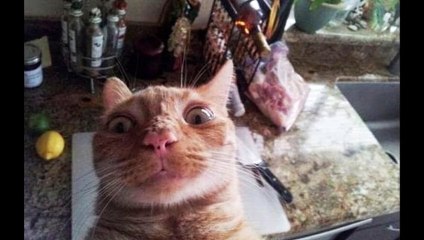Most funny animals  selfies