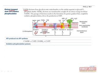 Biochemistry Metabolism Part 2